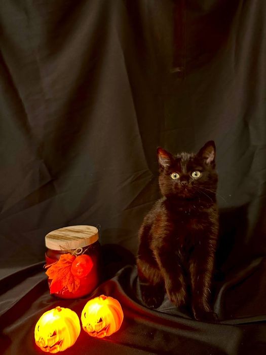 Котёнок девочка домашняя ласковая