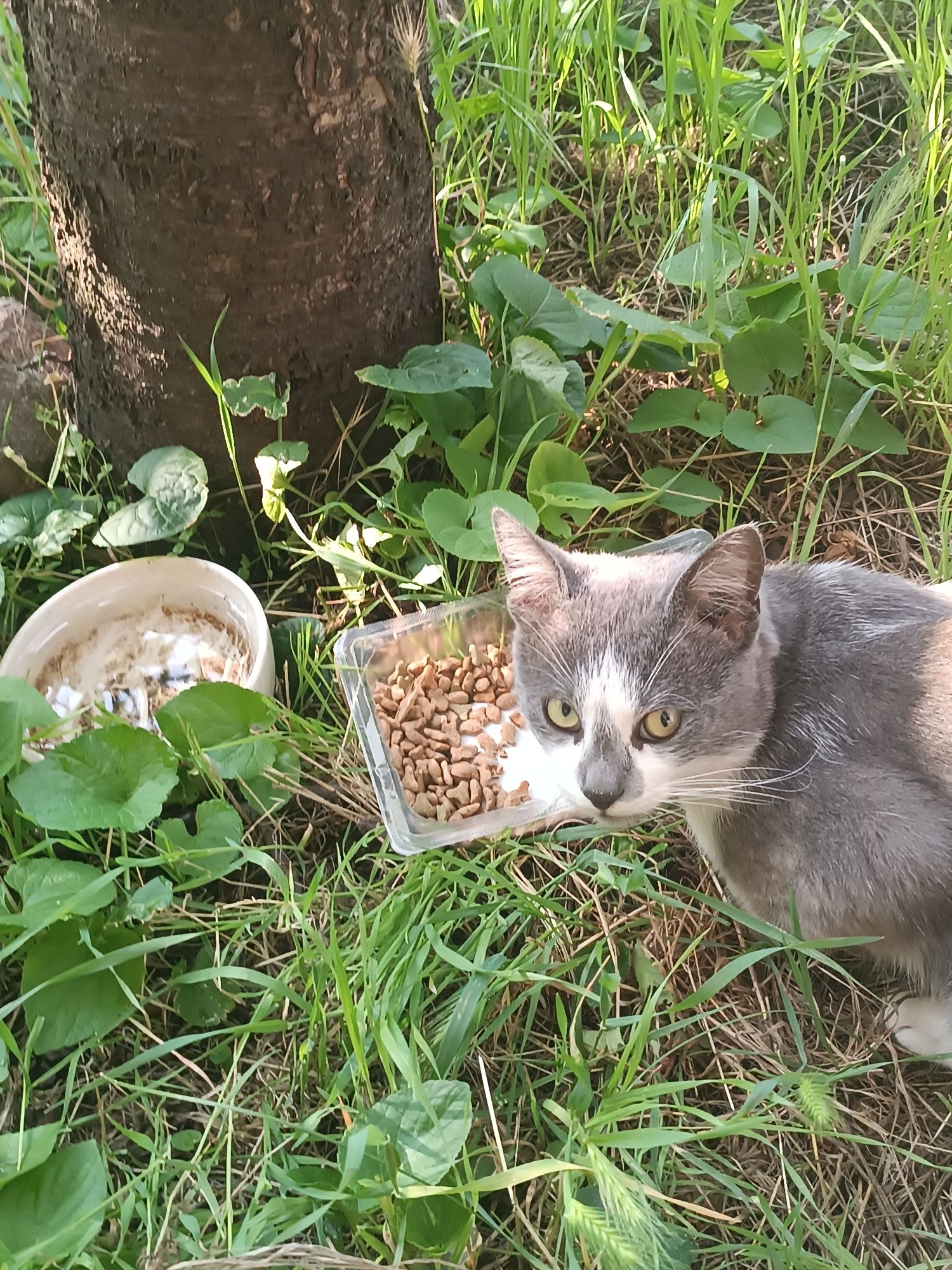 Кошеня шукає родину