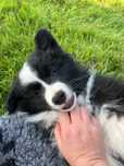 Piesek do kochania, border collie, metryka ZkwP