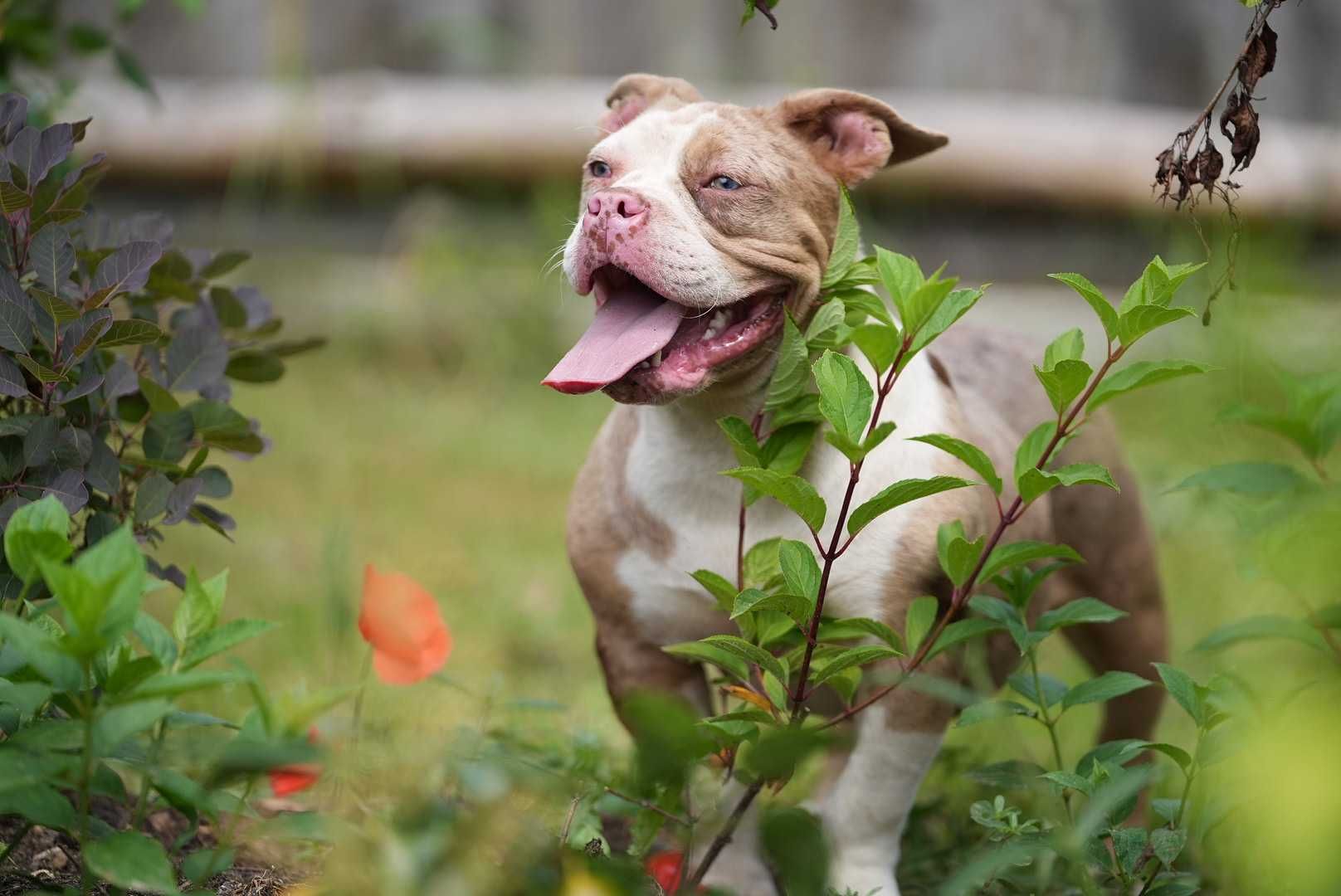 Suczka American bully choco merle