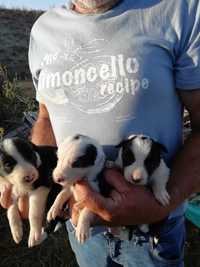 Cachorros Border Collie