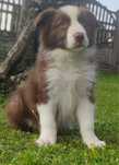 Border Collie piesek numer 2, czekoladowo biały
