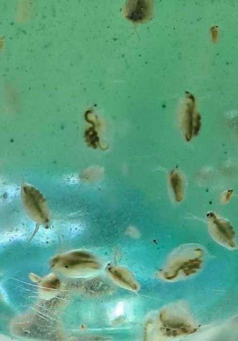 Dáfnias ou pulgas de água, alimento vivo para peixes