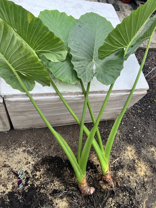 Алоказія (Alocasia odora), слонове вухо