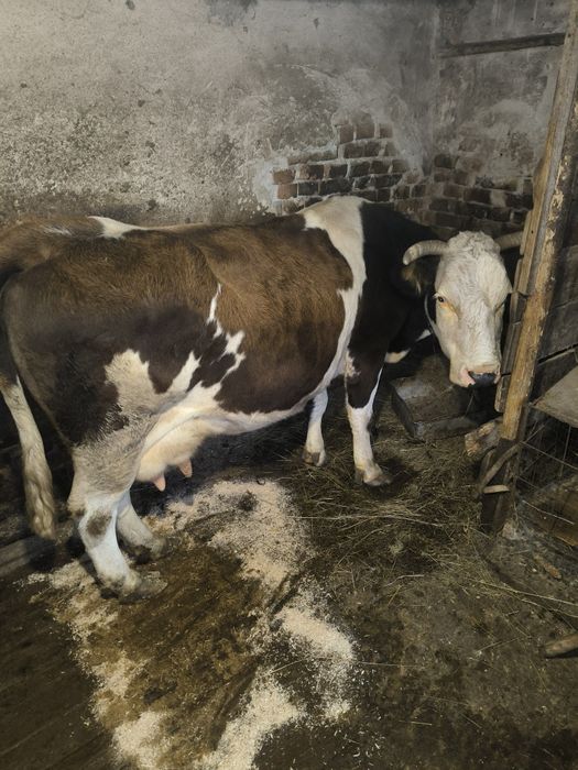 Продається добра корова