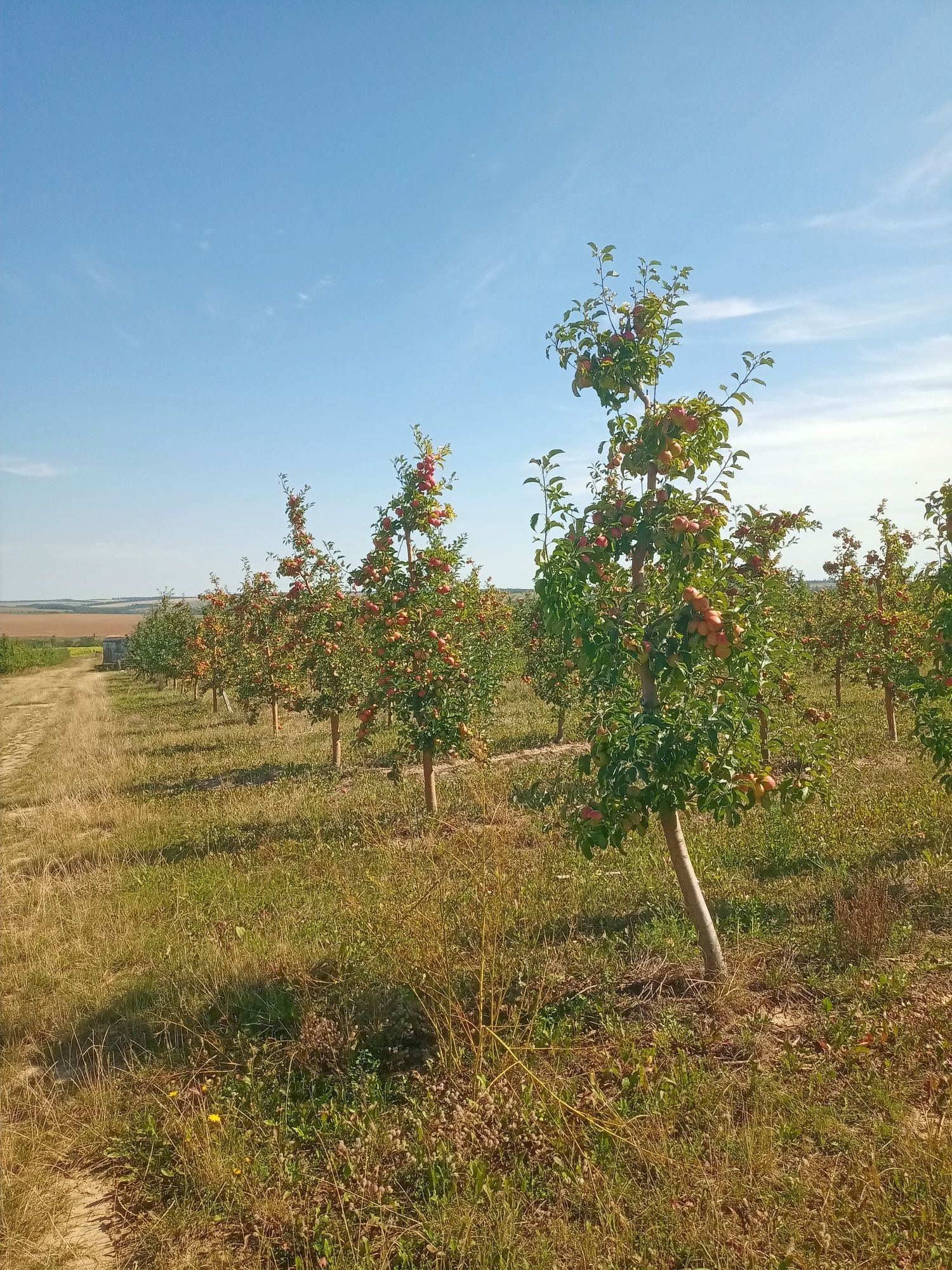 Продам яблука різних сортів.