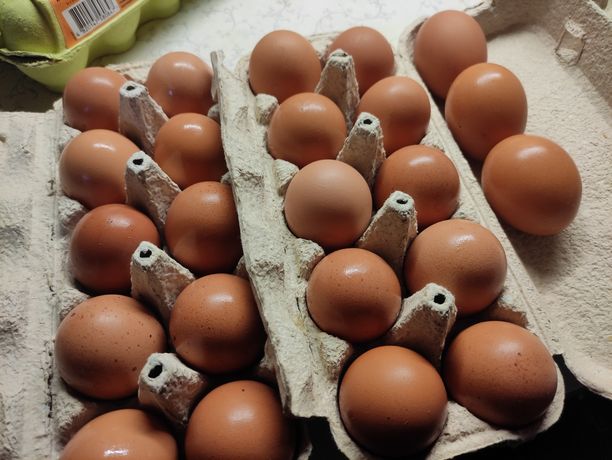 Продам Домашні яйця