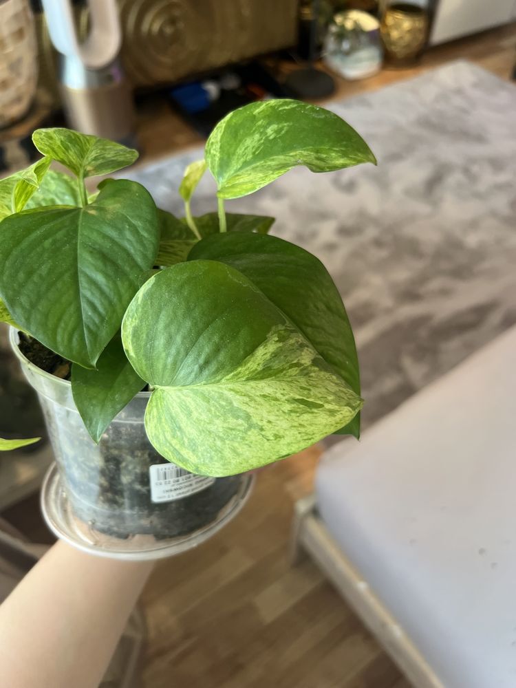 Pothos Epipremnum 'Marble Queen' -pstrokate