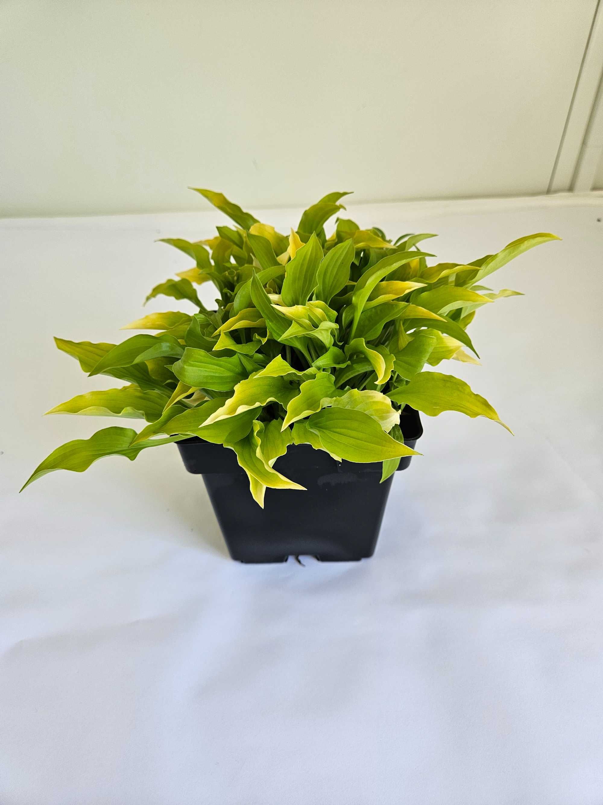 Funkia (Hosta) – z jasnozielonymi liśćmi i jasnym obrzeżeniem