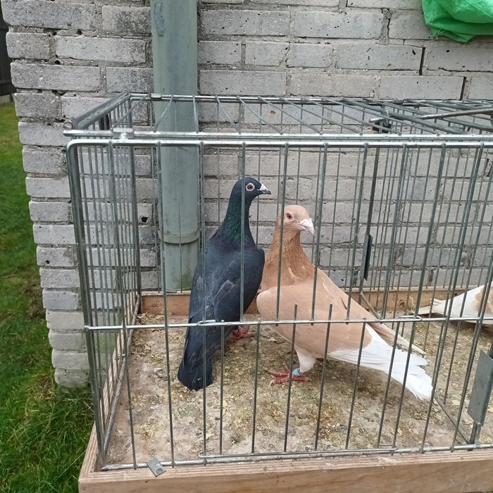 Sprzedam gołębie jasne i pocztowe