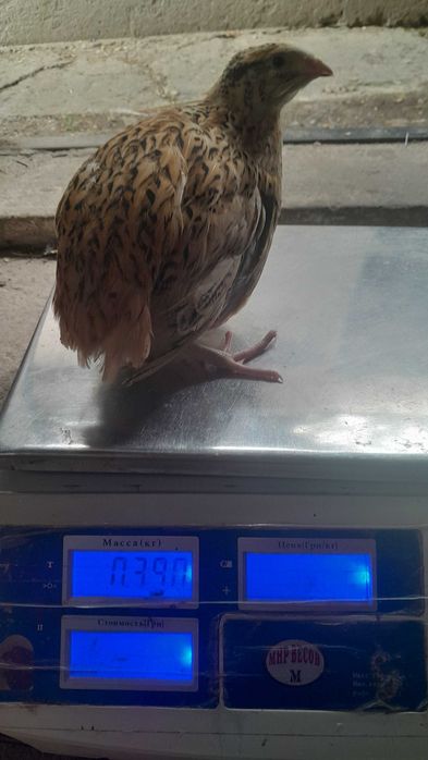 Перепілки різного віку