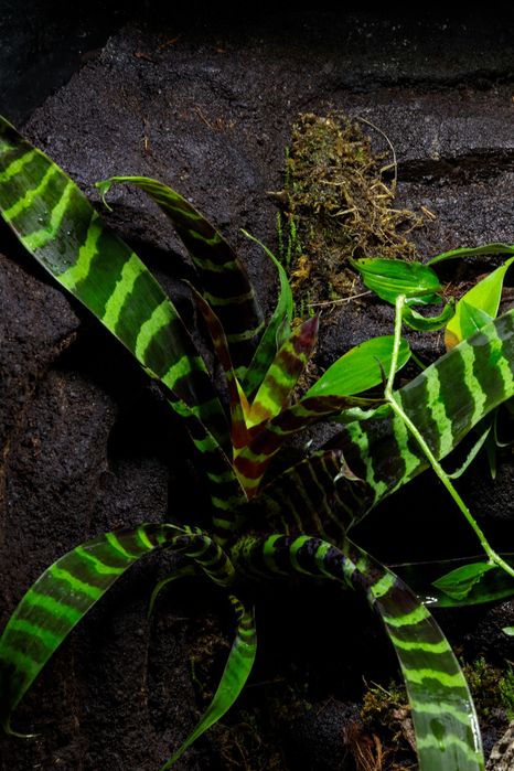 Terrarium 40x40x60 gekon paludarium vivarium