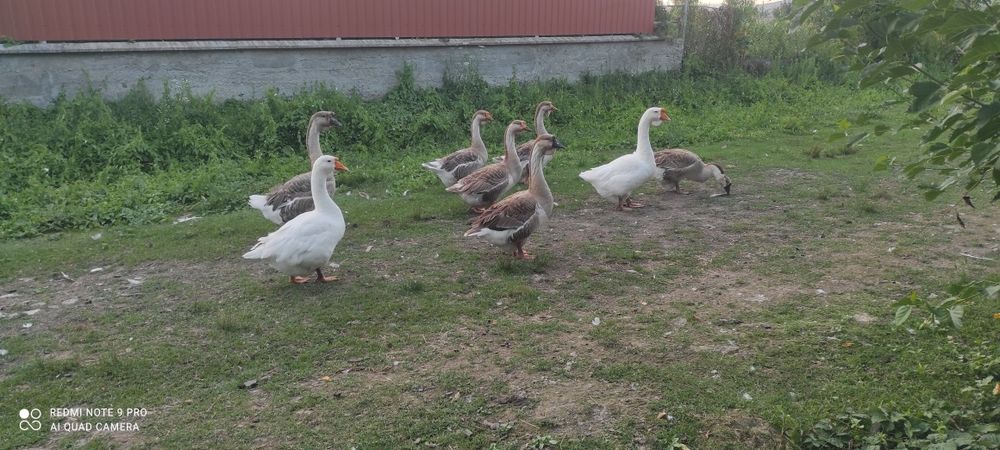 Дорослі гуси,2х річні