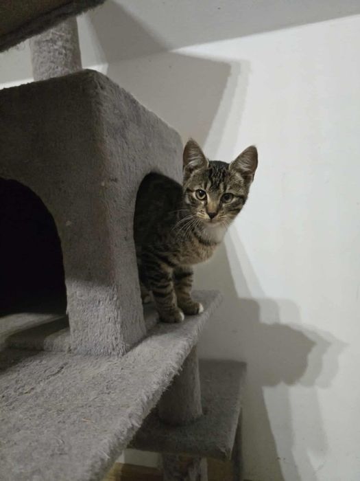 Cudowna Calineczka do adopcji,pokochaj kociaka,bura,pręgowana,koteczka