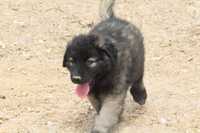 Cachorro Serra da Estrela com Lop