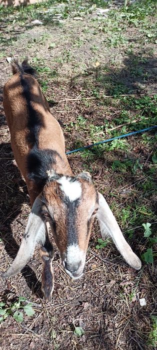 Козлик, Цап на парування.