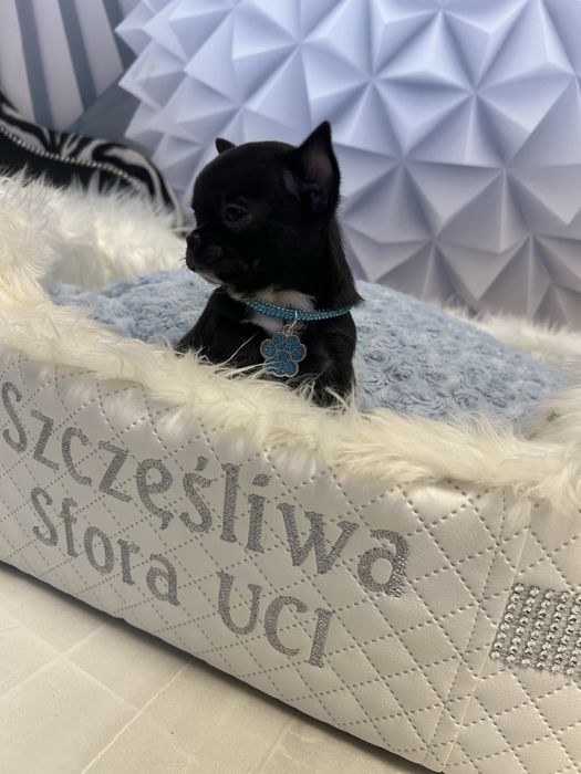 Chihuahua malutki chłopiec po championach Polski .CUDO