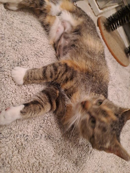 MRUCZKA. Sliczna kotka u  uratowana z ulicy