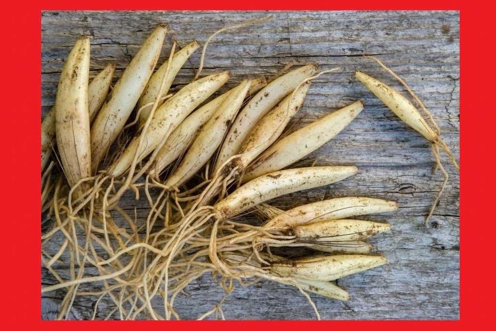 | 500szt PAKIET | PRODUCENT Czosnek niedźwiedzi sadzonki cebulki, ,