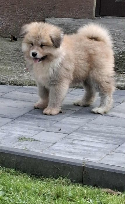 Akita Inu szczeniak