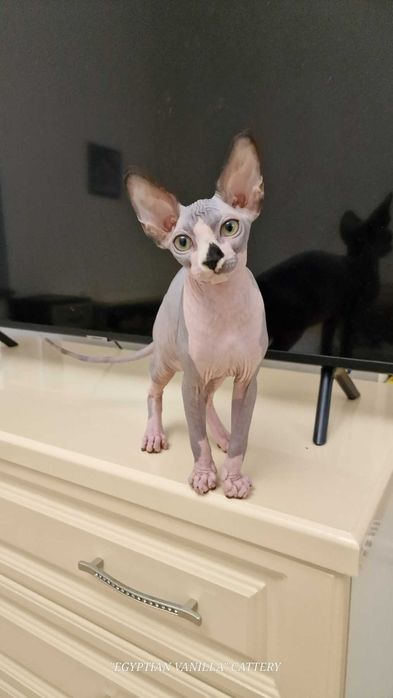 Породные котята Канадские Сфинксы ждут переезда домой.