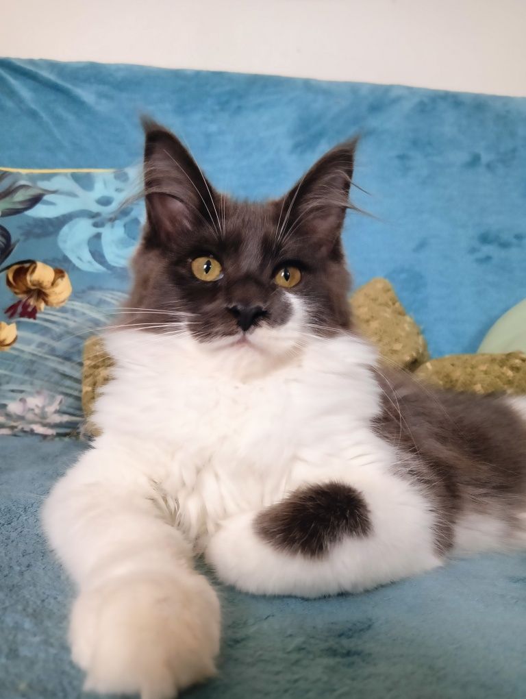Maine coon dostojna koteczka niebieski solid z białym rodowód FPL
