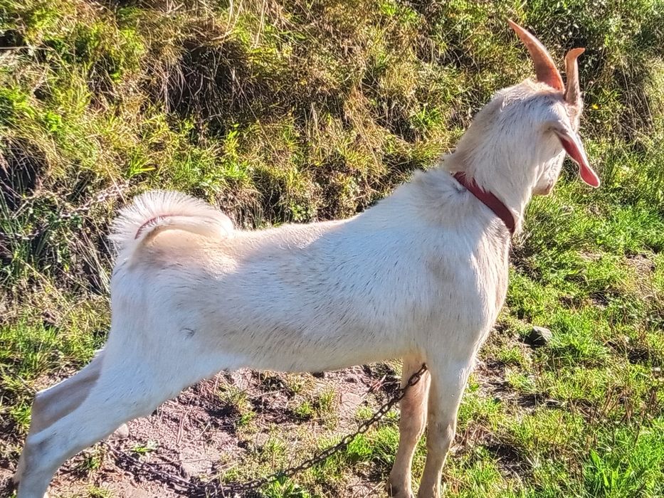 Sprzedam Capa Angola