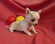 Chihuahua suczka