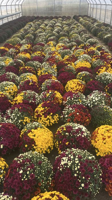 Sprzedam chryzantemy drobnokwiatowe churt/detal