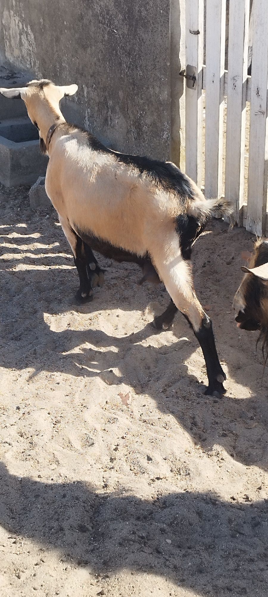 Disponíveis cabras adultas, sendo a branca saeen