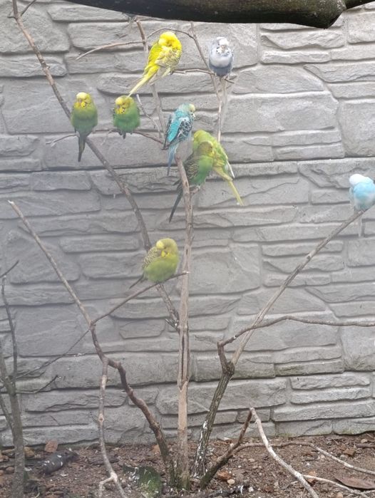 Sprzedam papugi faliste