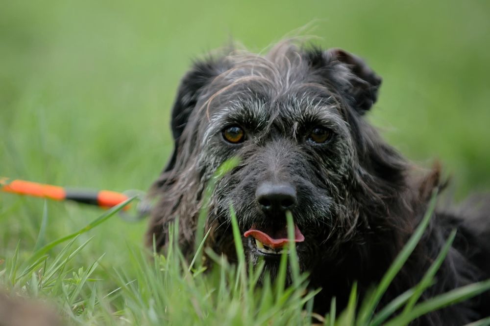 Migotka, piekna sunia do adopcji