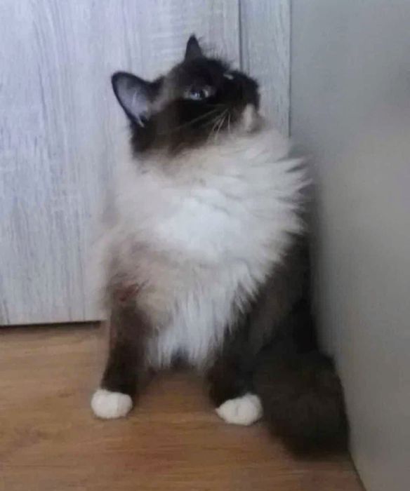 Kotka Ragdoll z rodowodem – piękna, niebieskooka pieszczocha