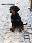 Excelente Dobermann fêmea