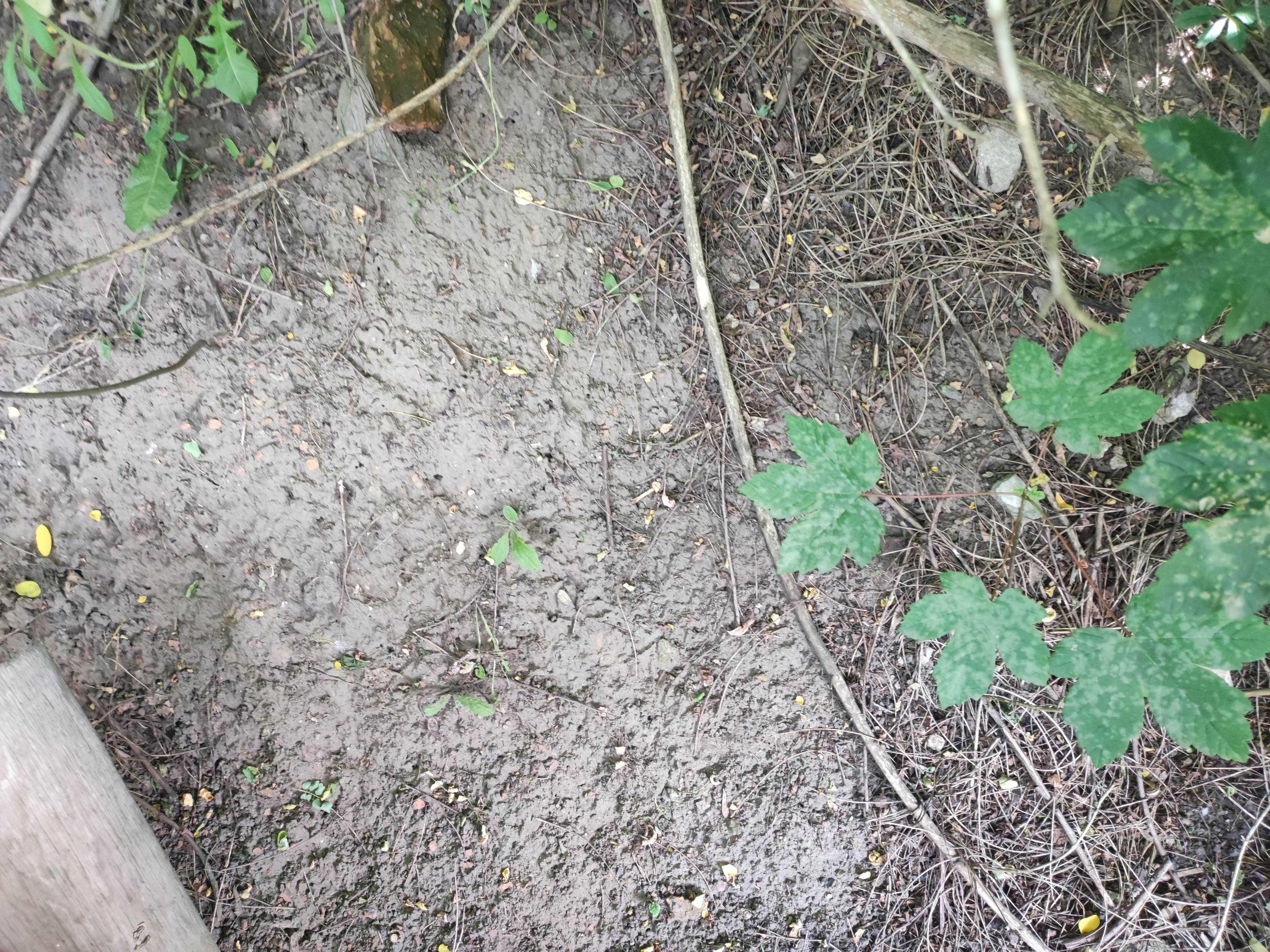 Oddam ziemię 200 m3 humus na trawnik na niwelacji