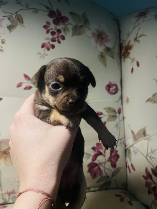 Sunia chihuahua krótkowłosa  czekoladowa