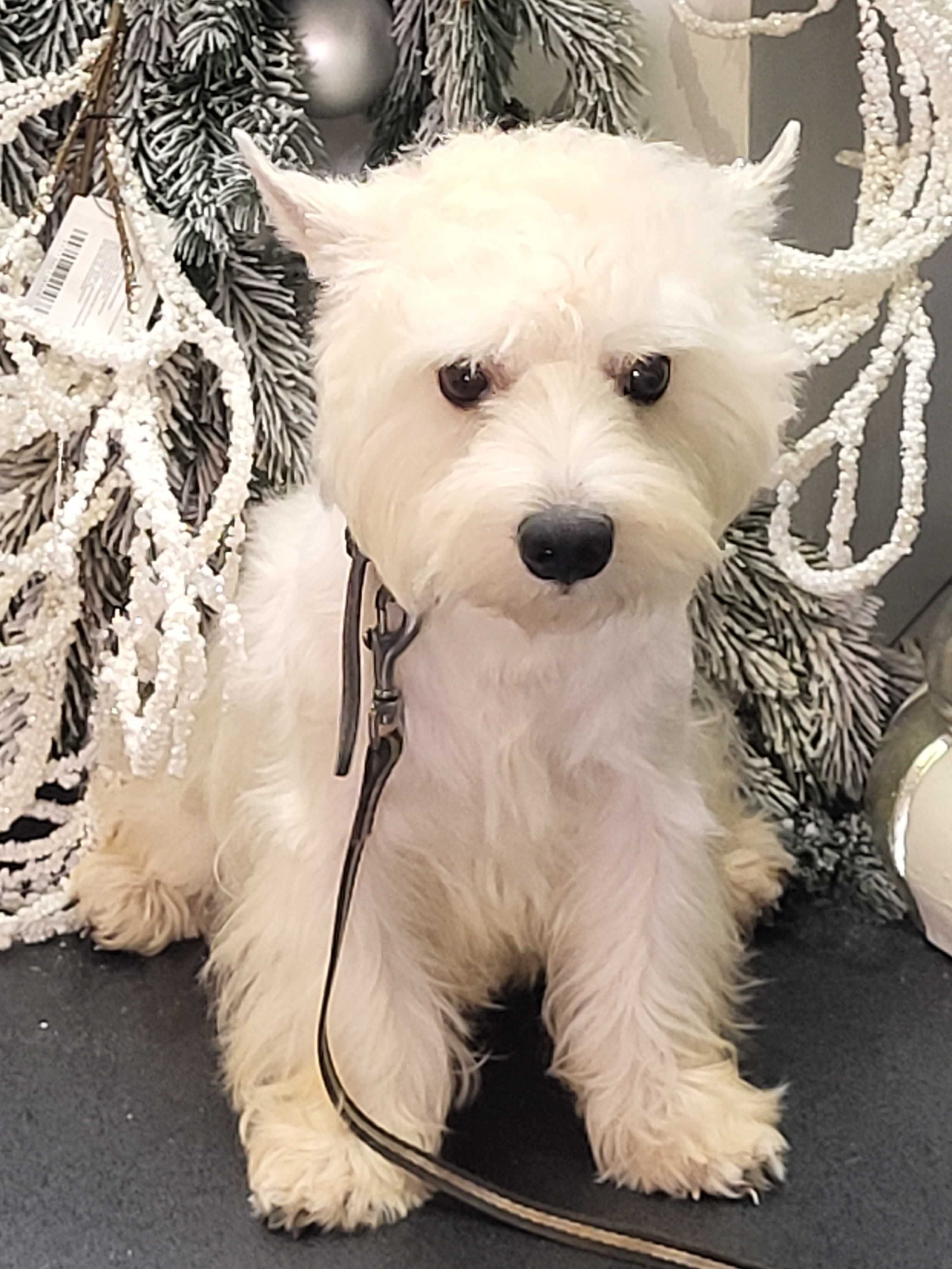 Вест Хайленд Уайт Тер'єр/West Highland White Terrier