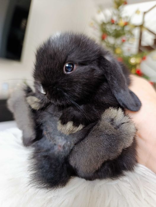 Mini lop karzełek Teddy hodowla zarejestrowana