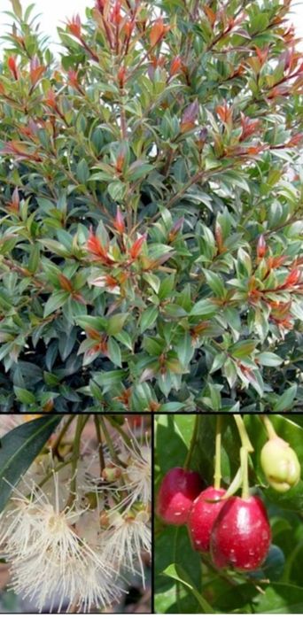 Eugenias para sebes ultimas 150 unidades  2,40€