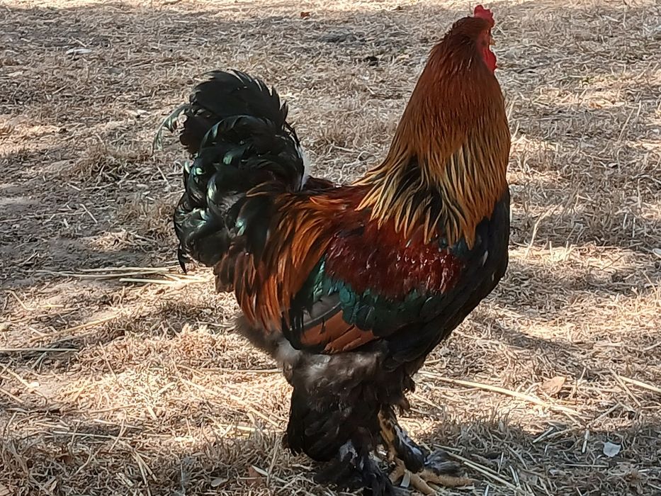Galinhas Brahma grande porte puras