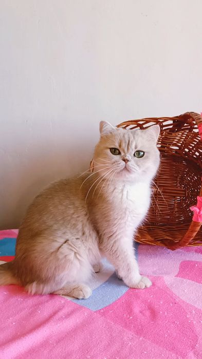 Шикарная кошечка британская золотая шиншилла- голубое золото.