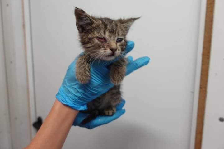 Kotki do adopcji GDAŃSK