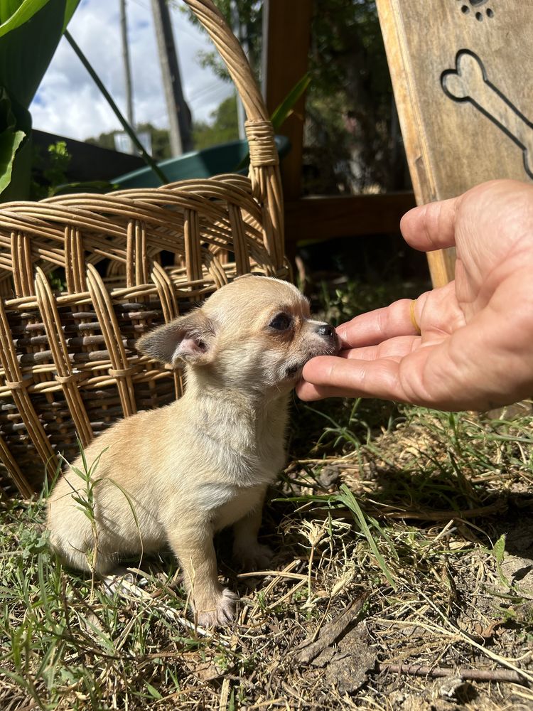 Menino chihuahua mini