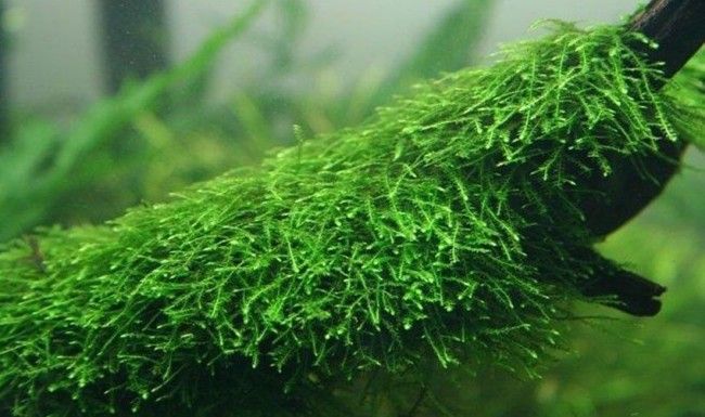 Яванський мох, акваріумний мох, акваріумні рослини