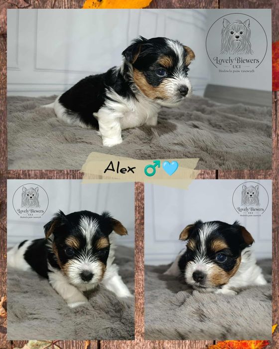 Biewer Yorkshire Terrier chłopczyk