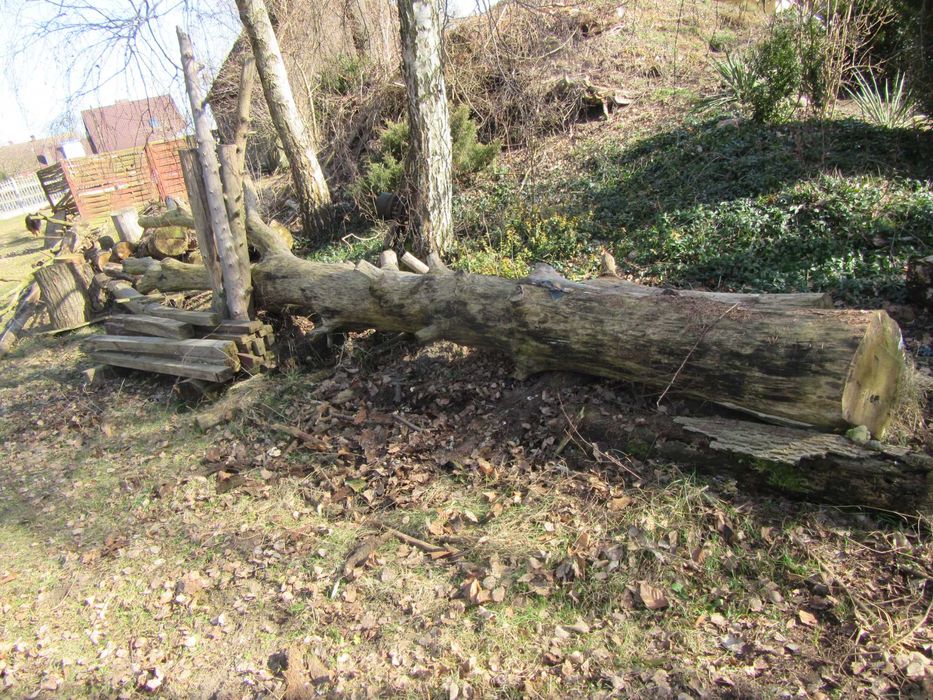 Drzewo dab do opalu i meblarstwa