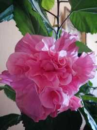 Китайська Роза рожева махрова
