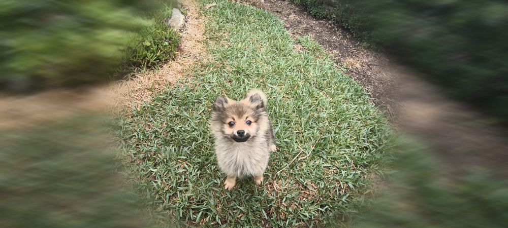 Spitz alemão anão Lulu da Pomerânia hiper miniatura criado em ambiente