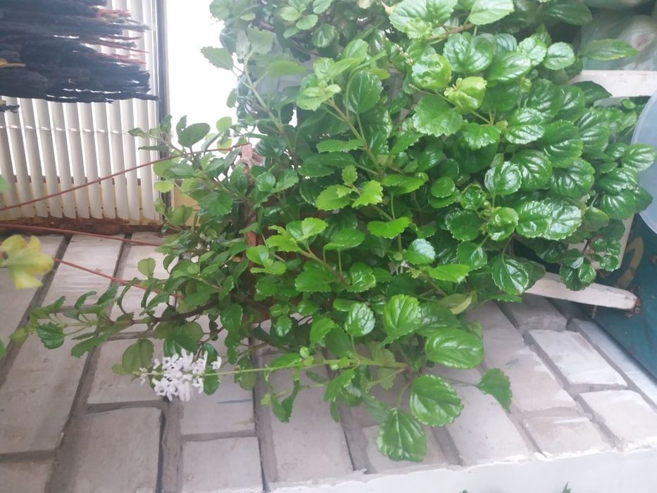 Плектрантус  комнатный цветок