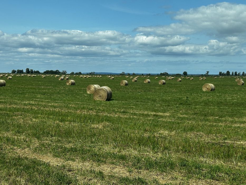 Siano, słoma 2025 z transportem